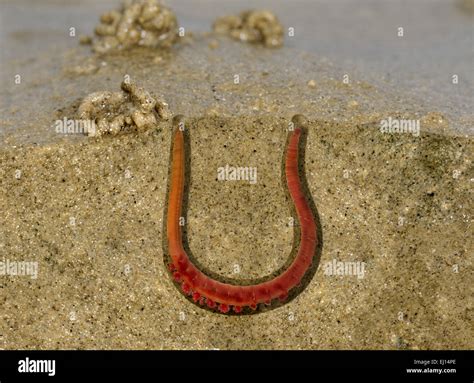 Arenicola Marina:  A Burrowing Enigma! Uncovering Secrets of the Lugworm