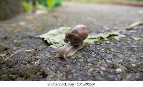 Isabella Snail: A Master of Camouflage and Esoteric Underwater Architecture!