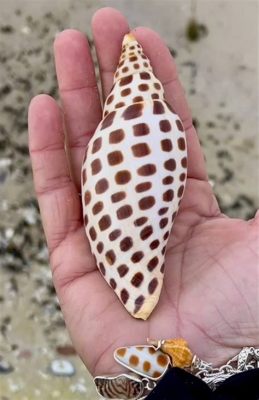  Junonia! This Shelled Wonder Embarks on Epic Migrations Spanning Thousands of Miles