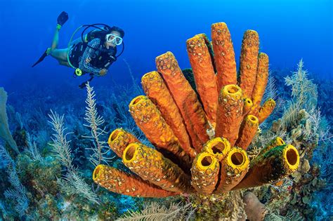  Which Sponge is This - A Deep Dive into the Wonderful World of the Whale’s Tongue Sponge!